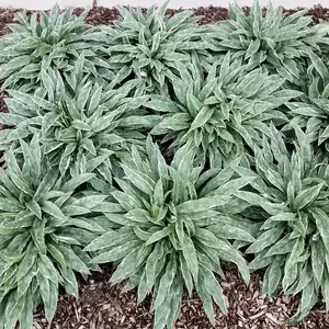 Photo(s) courtesy of TERRA NOVA® Nurseries, Inc. www.terranovanurseries.com