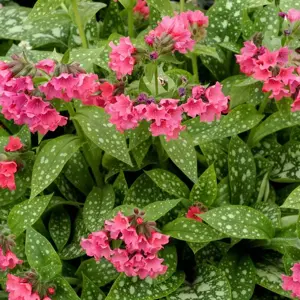 Pulmonaria 'Shrimps on the Barbie' - Photo(s) courtesy of TERRA NOVA® Nurseries, Inc.