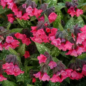 Pulmonaria 'Shrimps on the Barbie' - Photo(s) courtesy of TERRA NOVA® Nurseries, Inc.