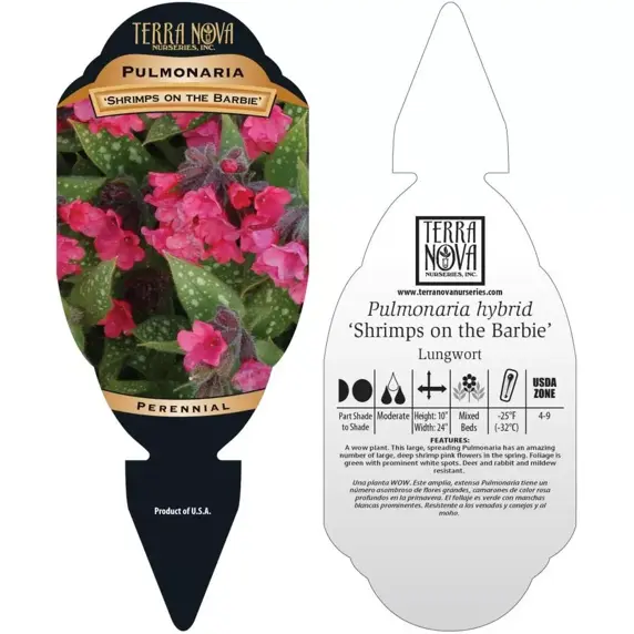 Pulmonaria 'Shrimps on the Barbie' - Photo(s) courtesy of TERRA NOVA® Nurseries, Inc.