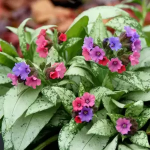 Pulmonaria 'Silver Bouquet' - Photo(s) courtesy of TERRA NOVA® Nurseries, Inc.