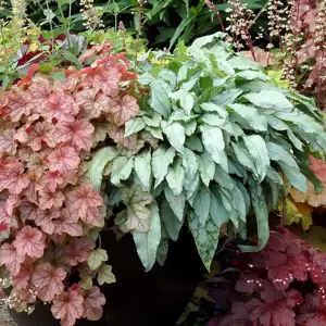 Pulmonaria 'Silver Bouquet' - Photo(s) courtesy of TERRA NOVA® Nurseries, Inc.