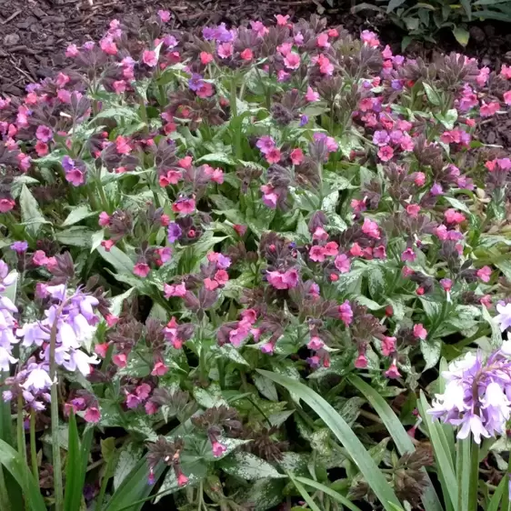 Pulmonaria 'Silver Bouquet' - Photo(s) courtesy of TERRA NOVA® Nurseries, Inc.