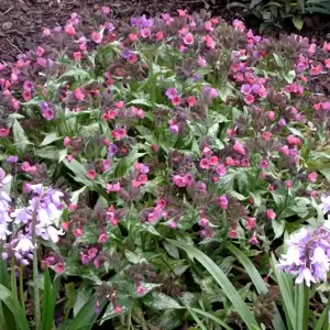 Pulmonaria 'Silver Bouquet' - Photo(s) courtesy of TERRA NOVA® Nurseries, Inc.