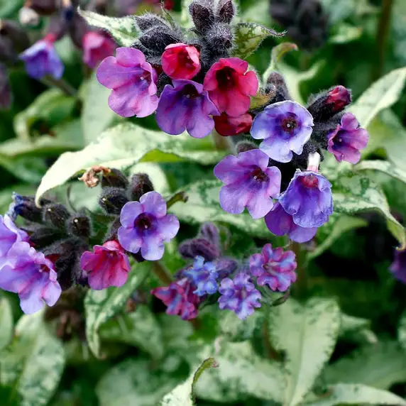 Pulmonaria 'Silver Scimitar' - image 1