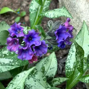 Pulmonaria 'Silver Scimitar' - image 2