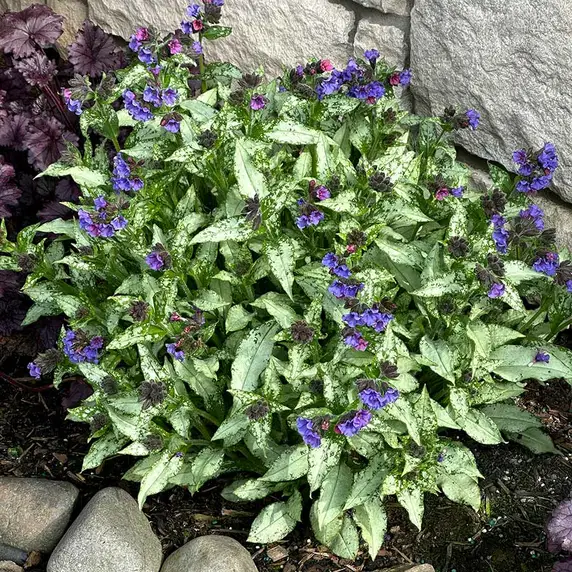 Pulmonaria 'Silver Scimitar' - image 3