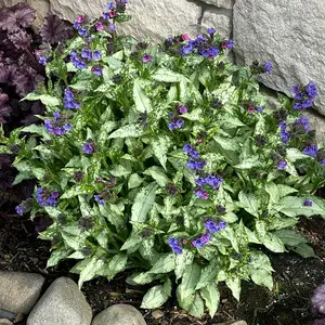 Pulmonaria 'Silver Scimitar' - image 3