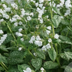 Pulmonaria officinalis 'Sissinghurst White' 2L