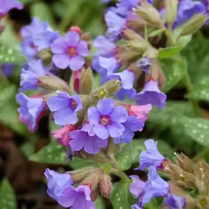 Pulmonaria 'Trevi Fountain' 1L - image 1