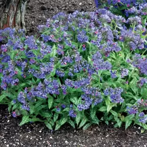 Pulmonaria 'Trevi Fountain' 1L - image 3