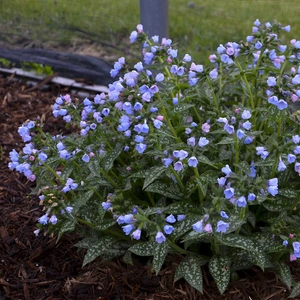 Picture Credit - Walters Gardens, Inc