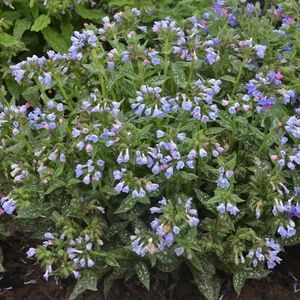 Picture Credit - Walters Gardens, Inc