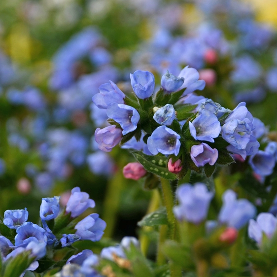 Picture Credit - Walters Gardens, Inc