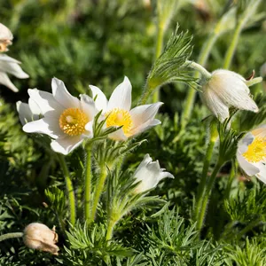 Pulsatilla vulgaris 'Alba' 9cm