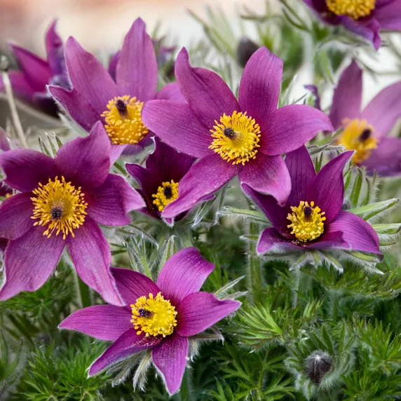 Pulsatilla vulgaris 'Purple' 9cm