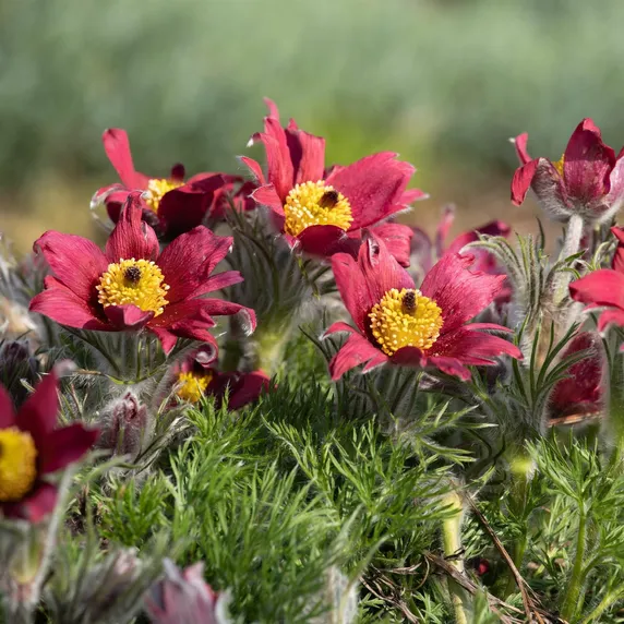 Pulsatilla vulgaris 'Red'