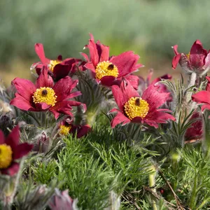 Pulsatilla vulgaris 'Red'
