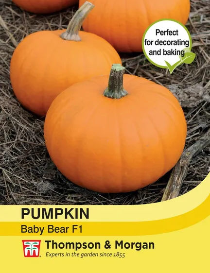 Pumpkin Baby Bear F1 - image 1