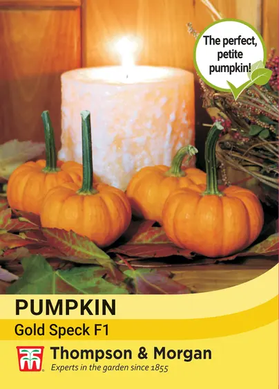 Pumpkin Gold Speck F1 - image 1