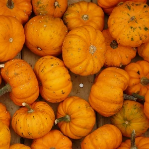 Pumpkin 'Jack Be Little' 8.5cm