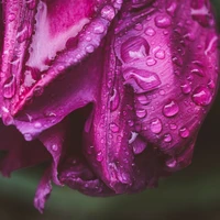Purple Flowering Bulbs