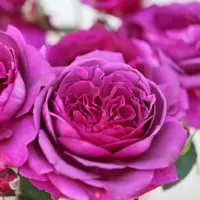 Purple Roses