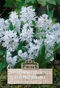 Puschkinia libanotica Striped Squill