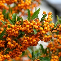 Pyracantha