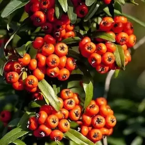 Pyracantha 'Orange Charmer'