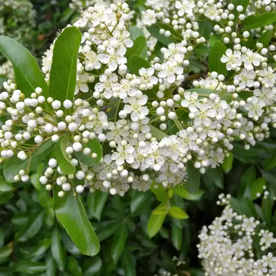 Pyracantha coccinea 'Red Column' - image 2