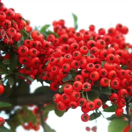 Pyracantha coccinea 'Red Column' - image 1