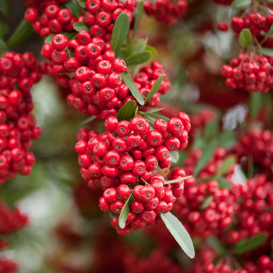 Pyracantha 'Saphyr Rouge'