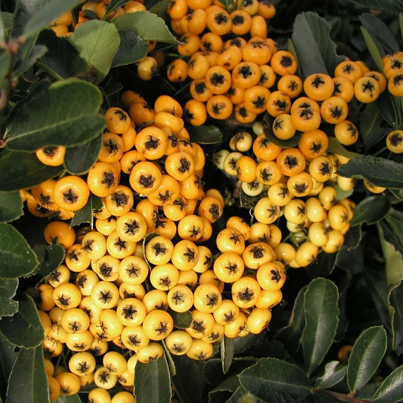 Picture - Genesis Plant Marketing
