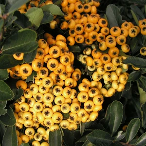 Picture - Genesis Plant Marketing