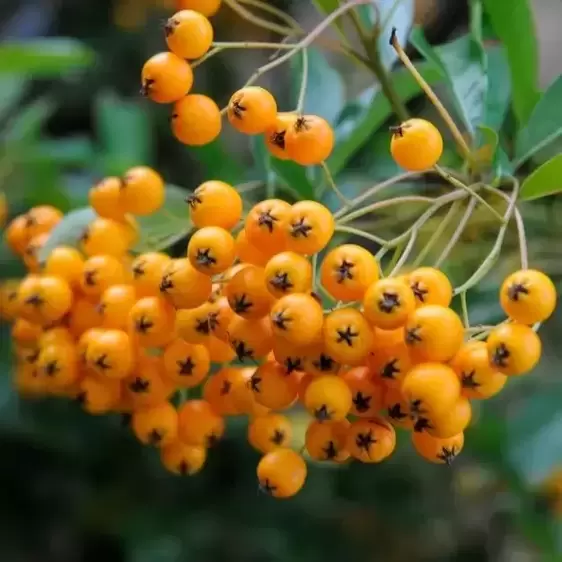 Pyracantha 'Soleil d'Or' 3L - image 2