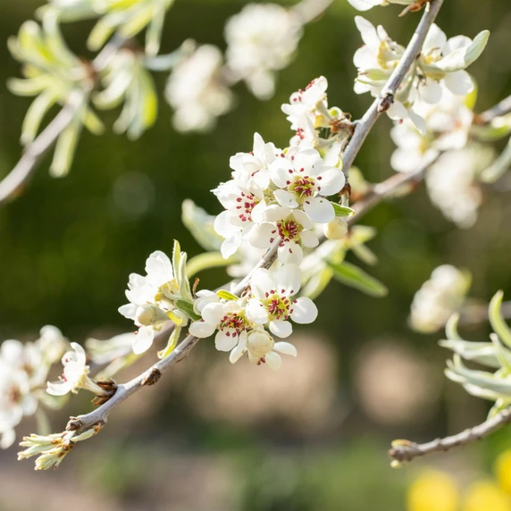 Pyrus salicifolia 'Pendula' - image 1