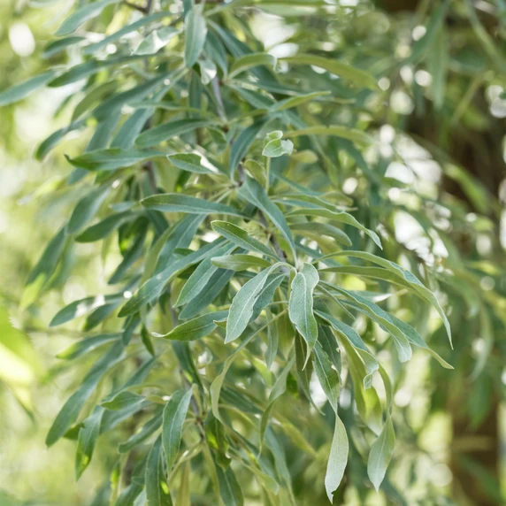 Pyrus salicifolia 'Pendula' - image 2