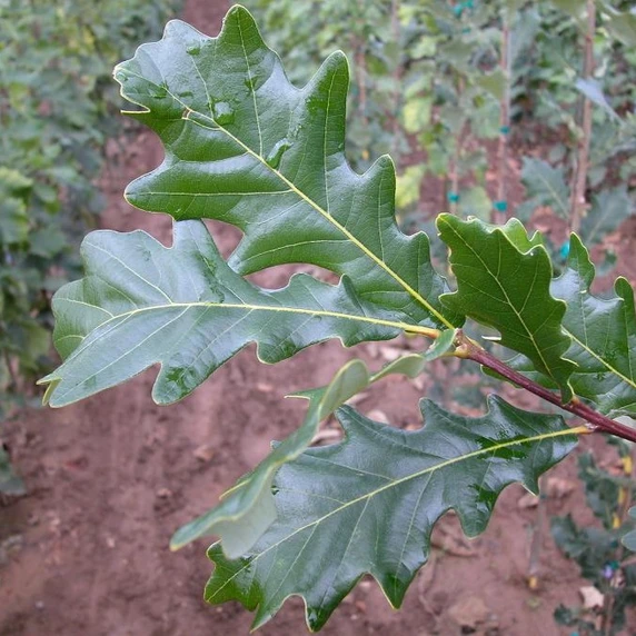 Quercus x warei 'Regal Prince'