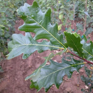 Quercus x warei 'Regal Prince'