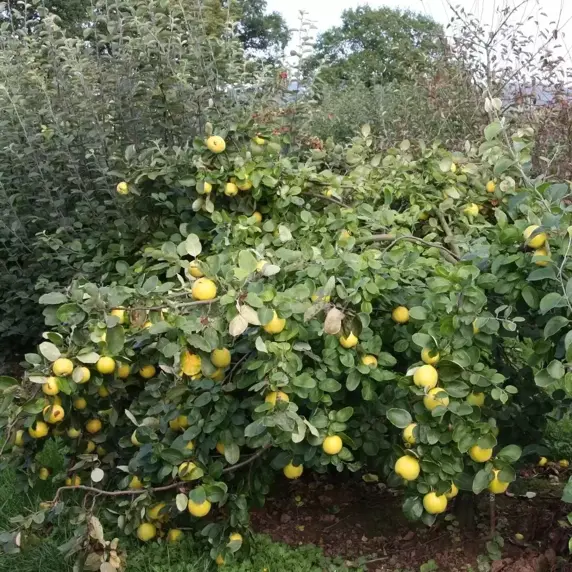 Picture credit - Frank P Matthews