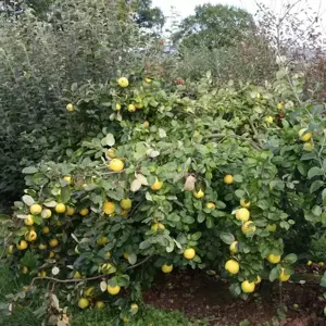 Picture credit - Frank P Matthews