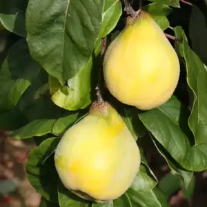 Picture credit - Frank P Matthews