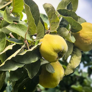 Quince 'Vranja' 'A' Half-Standard - image 2