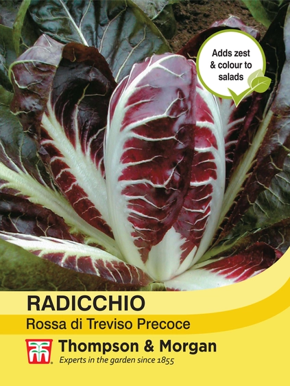 Radicchio Rossa di Treviso Precoce - image 1