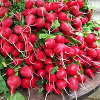 Radish