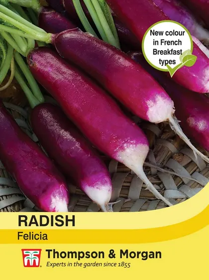 Radish Felicia - image 1