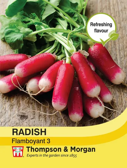 Radish Flamboyant 3 - image 1