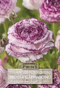 Ranunculus Andrea Cappuccino