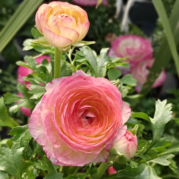 Ranunculus asiaticus 'Light Pink'